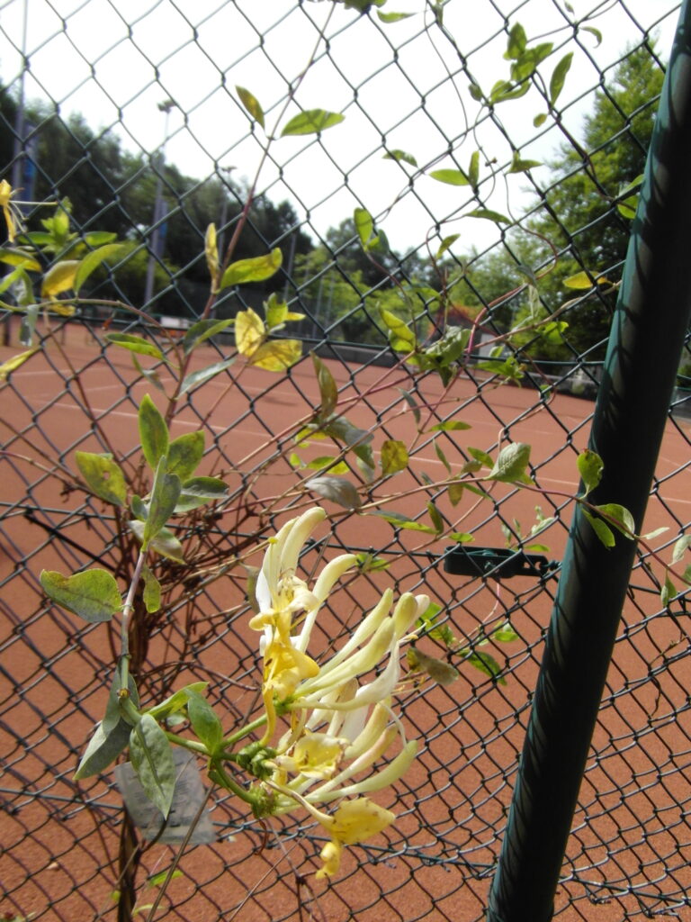 Zwischenbericht "Tennis for Future" 2